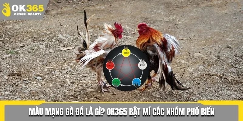 Màu mạng gà đá